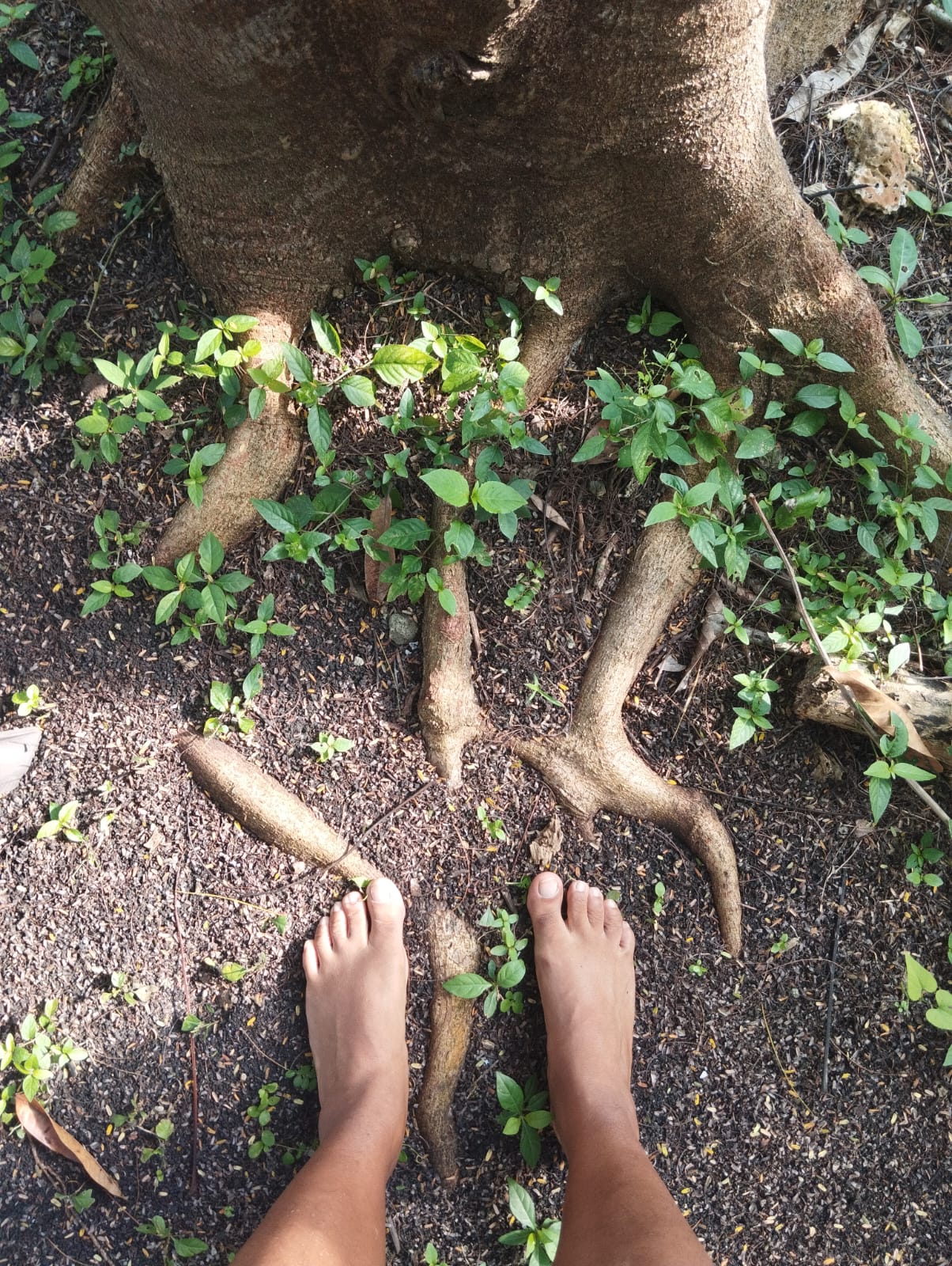 Pies descalzos sobre las raices de un arbol, simbolo de arraigo y conexion con la tierra